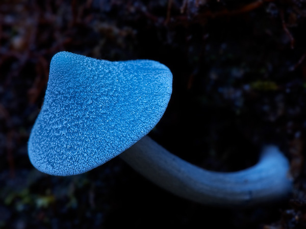 голубой гриб