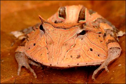 Новый вид лягушки из Суринама