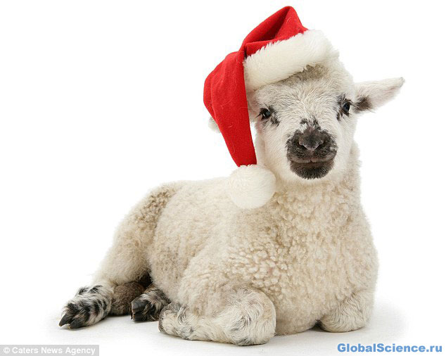 Рождественская овечка