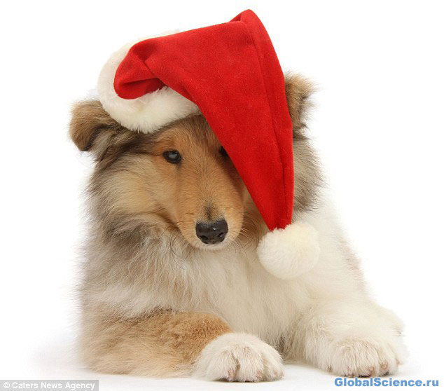 Рождественская собака