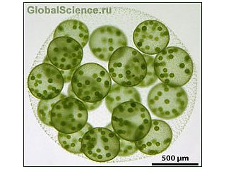 вольвокс это одноклеточная водоросль