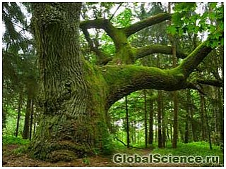 Бактерии на деревьях способствуют разрастанию лесов - фото 1