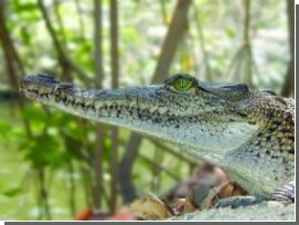 Крокодилы "выключают" легкие чтобы улучшить пищеварение