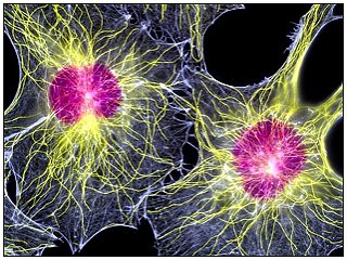Клітинні біологи описали механізм відтворення РНК-вірусів 