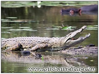 Крокодилы и бегемоты являлись пищей для развития мозга первобытных людей