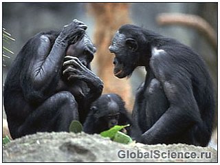 Мавпи грають у квача, як люди 