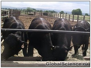 Крупный рогатый скот клонируют из клеток мертвых животных