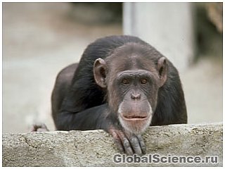 30 причин, почему человек не мог произойти от обезьяны