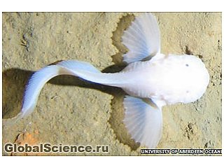 На глубинах океана обнаружен новый вид рыб