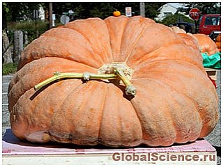 Хэллоуин: установлен новый рекорд самой большой тыквы