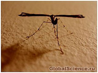 Впервые на волю выпущены генетически модифицированные комары
