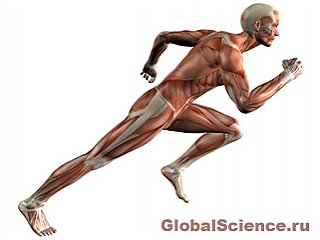 Долгосрочное использование Ботокса ослабляет и атрофирует мышцы тела