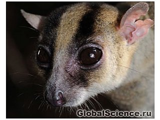 Новий вид лемура виявлений на Мадагаскарі 