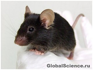 Японские биологи создали 'поющую мышь'