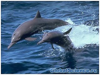 Ученые заявляют, что к дельфинам необходимо относится как к 'негуманоидным личностям'