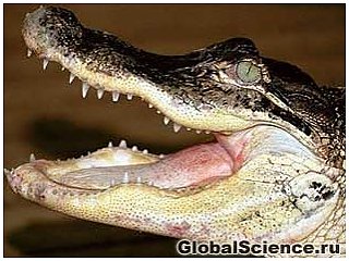 Как крокодил проглотил мобильный телефон