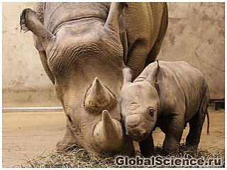 Необычный носорог родился в одном из зоопарков США