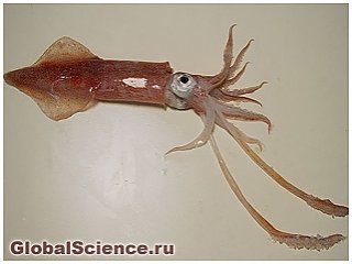 Вчені: кальмари здатні чути 