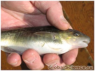 Мутировавшая рыба из реки Гудзон выработала иммунитет