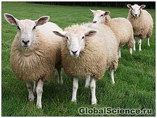 Ученые: овцы намного умнее, чем раньше считалось