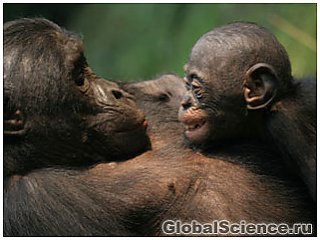 Людям есть чему поучиться у миролюбивых бонобо