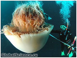 Гигантские медузы атакуют Японское море