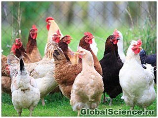 Производство биоразлагаемой пластмассы из куриных перьев?