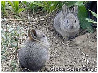 Кролики-пигмеи скоро останутся только в нашем воображении