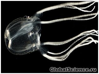 Секрет розумної поведінки медуз 
