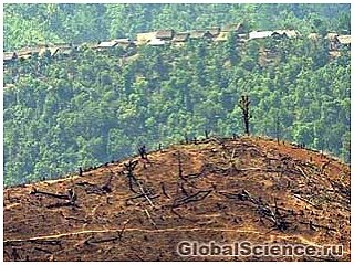 В Бразилии уничтожение Амазонских лесов достигло критического момента