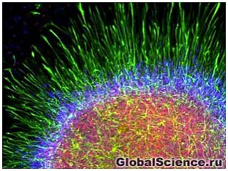 Ученым удалось вырастить важные клетки мозга в лаборатории