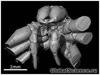 Лицо паука возрастом 49 миллионов лет в формате 3-D