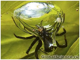 Секрет долгого пребывания под водой пауков-аквалангистов