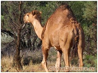 "Убить верблюда" – новый принцип борьбы с загрязнением в Австралии
