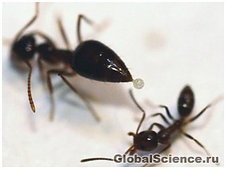 Новая Мировая война... насекомых
