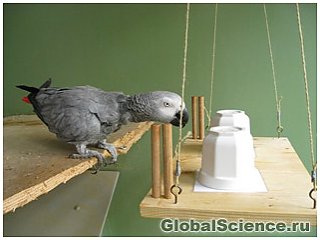 Умные попугаи способны мыслить как 4-летние дети