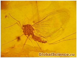 Поденки: коротка і трагічна життя стародавнього виду комах 