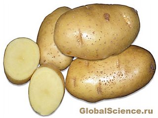 Впервые расшифрован геном картофеля