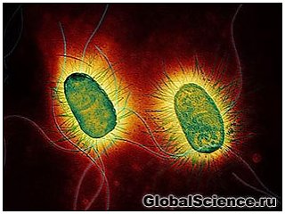 Дивний феномен електричних бактерій 