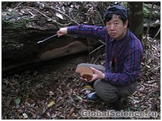 В Китае обнаружен самый крупный гриб в мире
