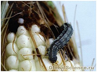 Секрет самозахисту рослин від комах шкідників 