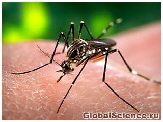 Специализированные комары могут побороть тропическую болезнь