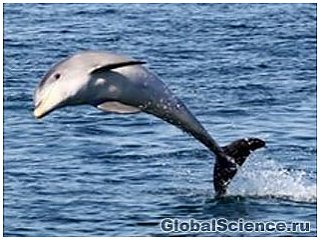 В водах Австралии обнаружен новый вид дельфинов