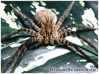 Павук є другим істотою самим чутливим до вібрації 