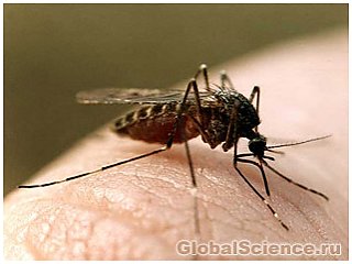 Генетически модифицированные комары вызывают все больше опасений