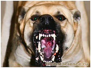 Вчені з&#39;ясували коли собаки стають найбільш агресивними 