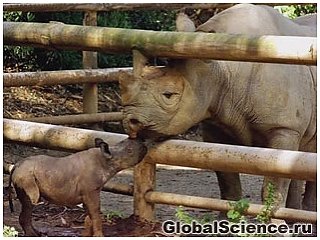 Черный носорог Западной Африки объявлен вымершим видом