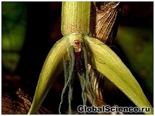 Ботаніки виявили незвичайну квітучу вночі орхідею 