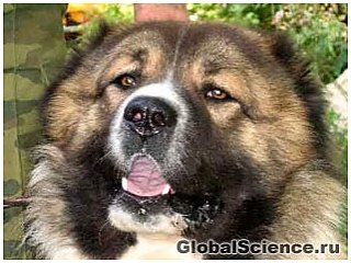 Собаки впервые появились в Восточной Азии