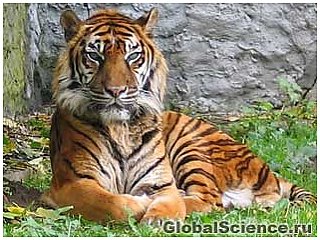 Обнаружен самый древний вид тигра